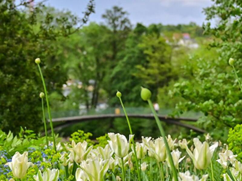 Das Bild zeigt im Vordergrund grüne Natur mit vielen Blumen. Im Hintergrund Bäume und eine Brücke über die Rems