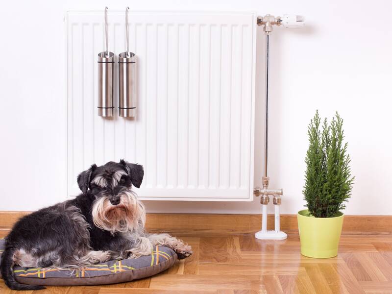 Ein Hund mit schwarze-weißem Fell sitzt auf einem Kissen in einer Wohnung vor einer Heizung und schaut in die Kamera. neben der Heizung steht eine Pflanze.
